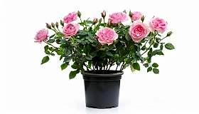 Plants