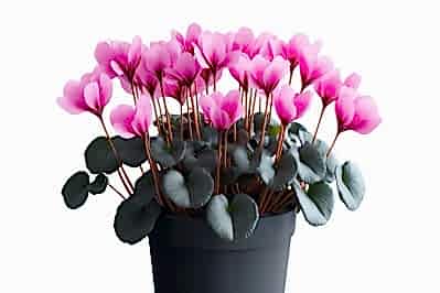 FLOWERING HOUSE PLANT