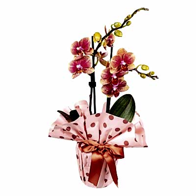 FLOWERING HOUSE PLANTS