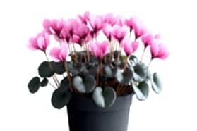 FLOWERING HOUSE PLANT