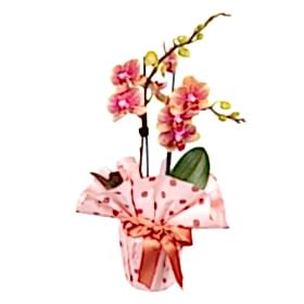 FLOWERING HOUSE PLANTS